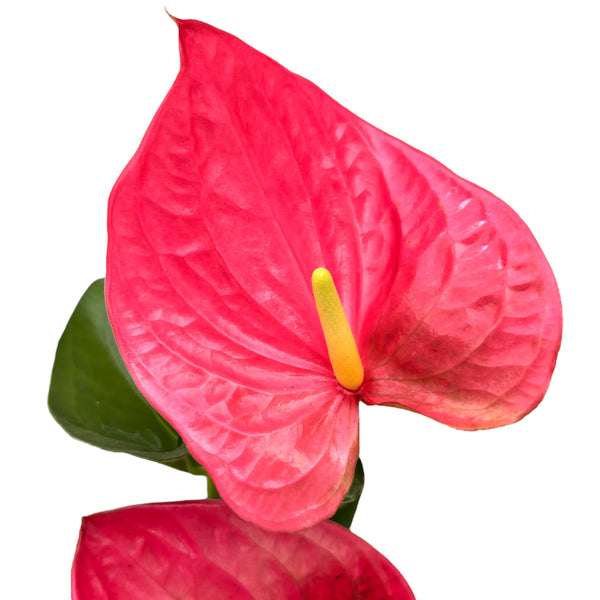 Anthurium Maine (flori XL)