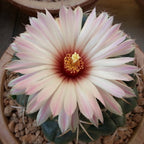 Coryphantha elephantidens – cactus globular cu flori mari, parfumate