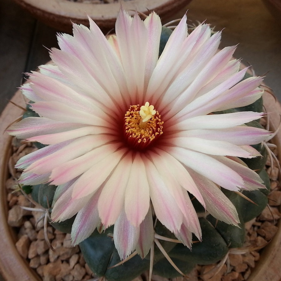 Coryphantha Elephantidens