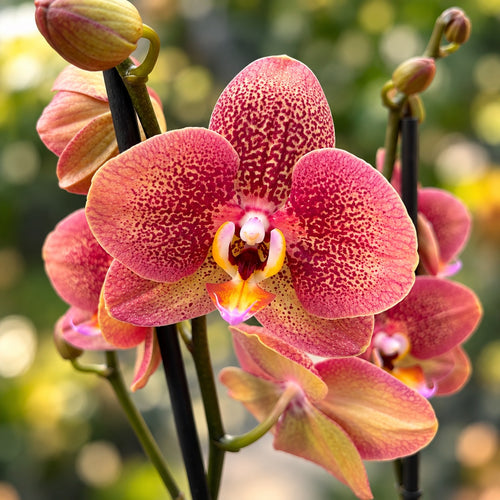 Phalaenopsis Toulon