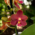 Phalaenopsis Yaphon Perfume 'Coffee Red' - dišeča