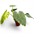 Philodendron Jose Buono 'Constellation' (Splash tarka) - egyedi darab
