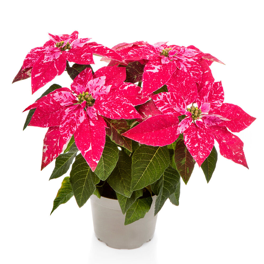 Euphorbia pulcherrima 'Princettia Hot Pink Glitter'