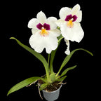 Miltoniopsis Herr Alexander - dišeča