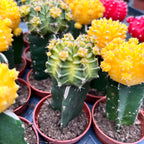 Gymnocalycium mini - Cactusi altoiti colorati