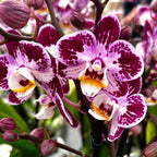 Phalaenopsis Rosado