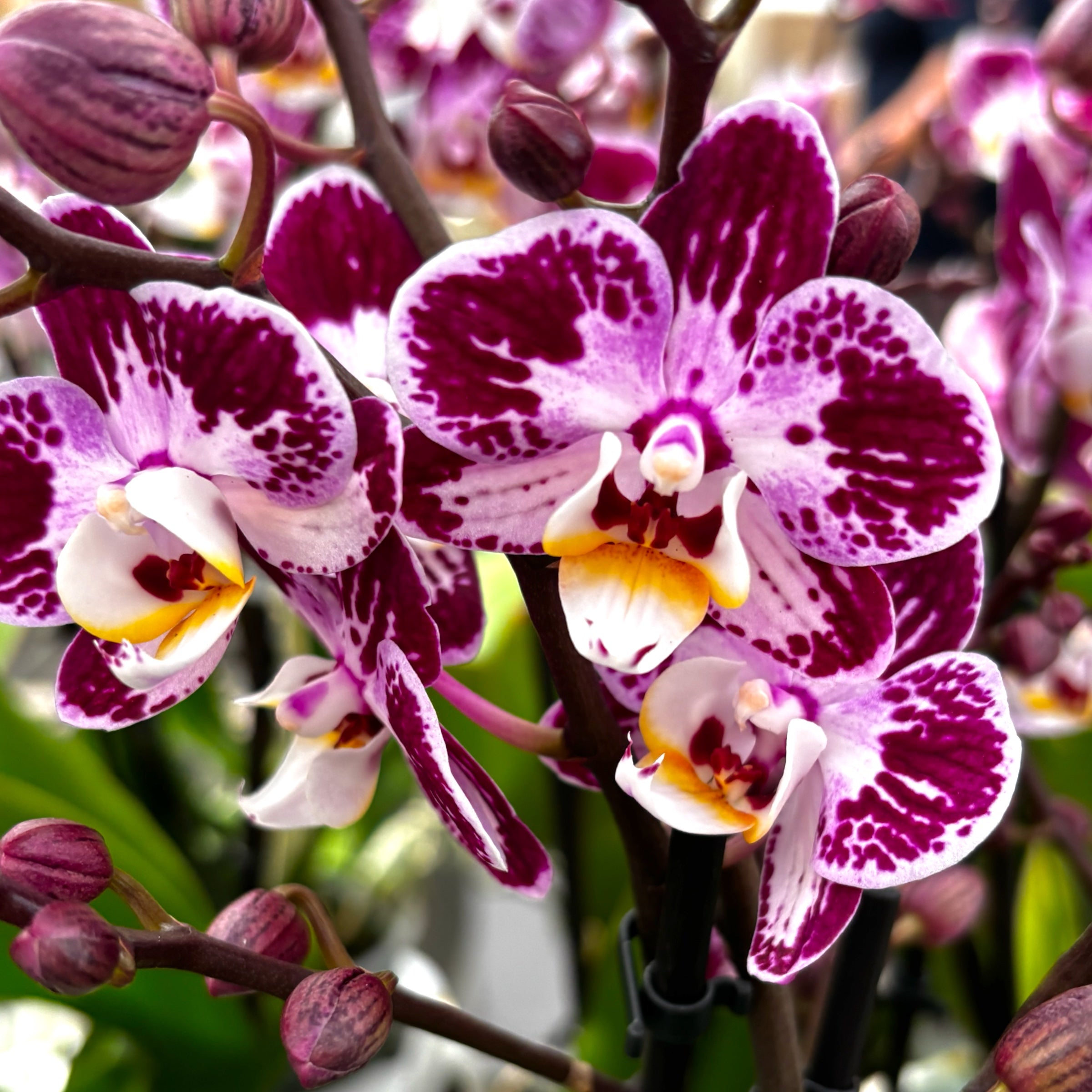 Phalaenopsis Rosado