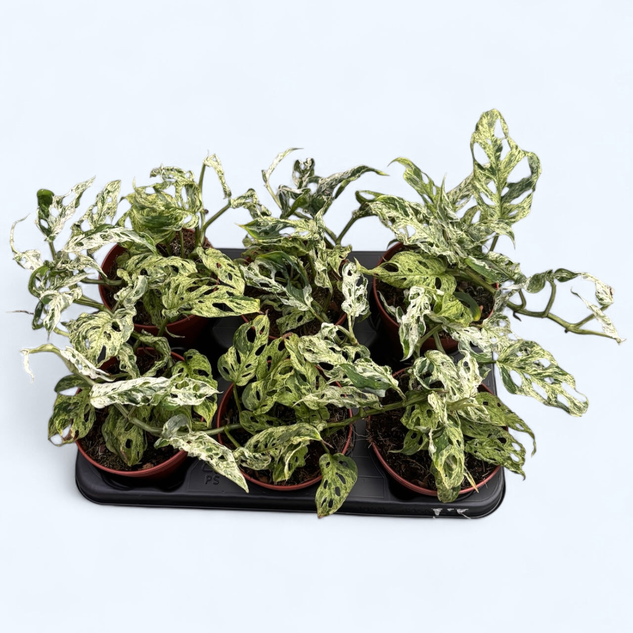 Monstera adansonii 'Frozen Freckles' (variegata) - 2 plante/ghiveci