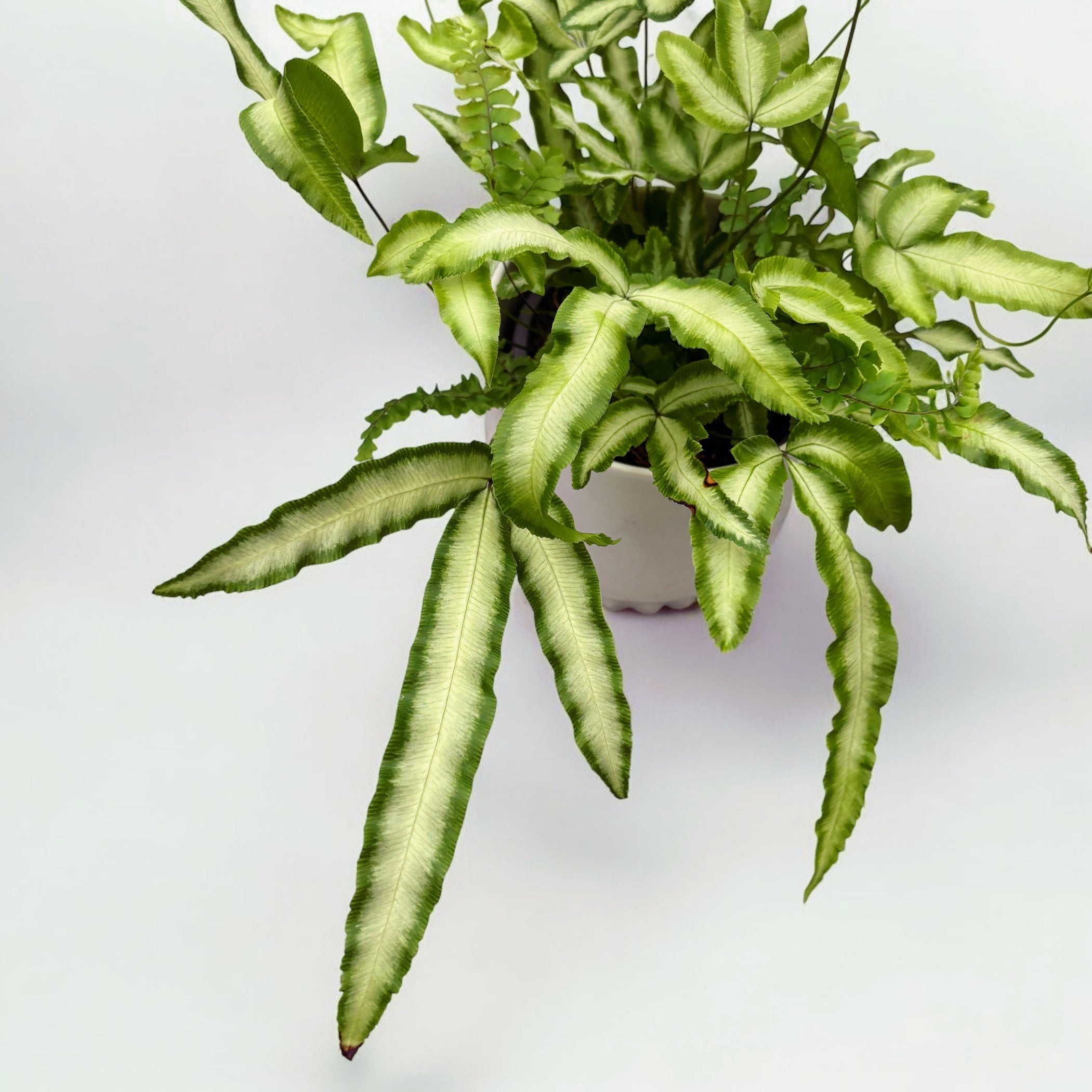 Pteris cretica 'Albolineata' - feriga cu aspect exotic