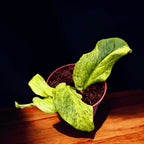 Rhaphidophora korthalsii 'Marble-Aurea' (tarka)