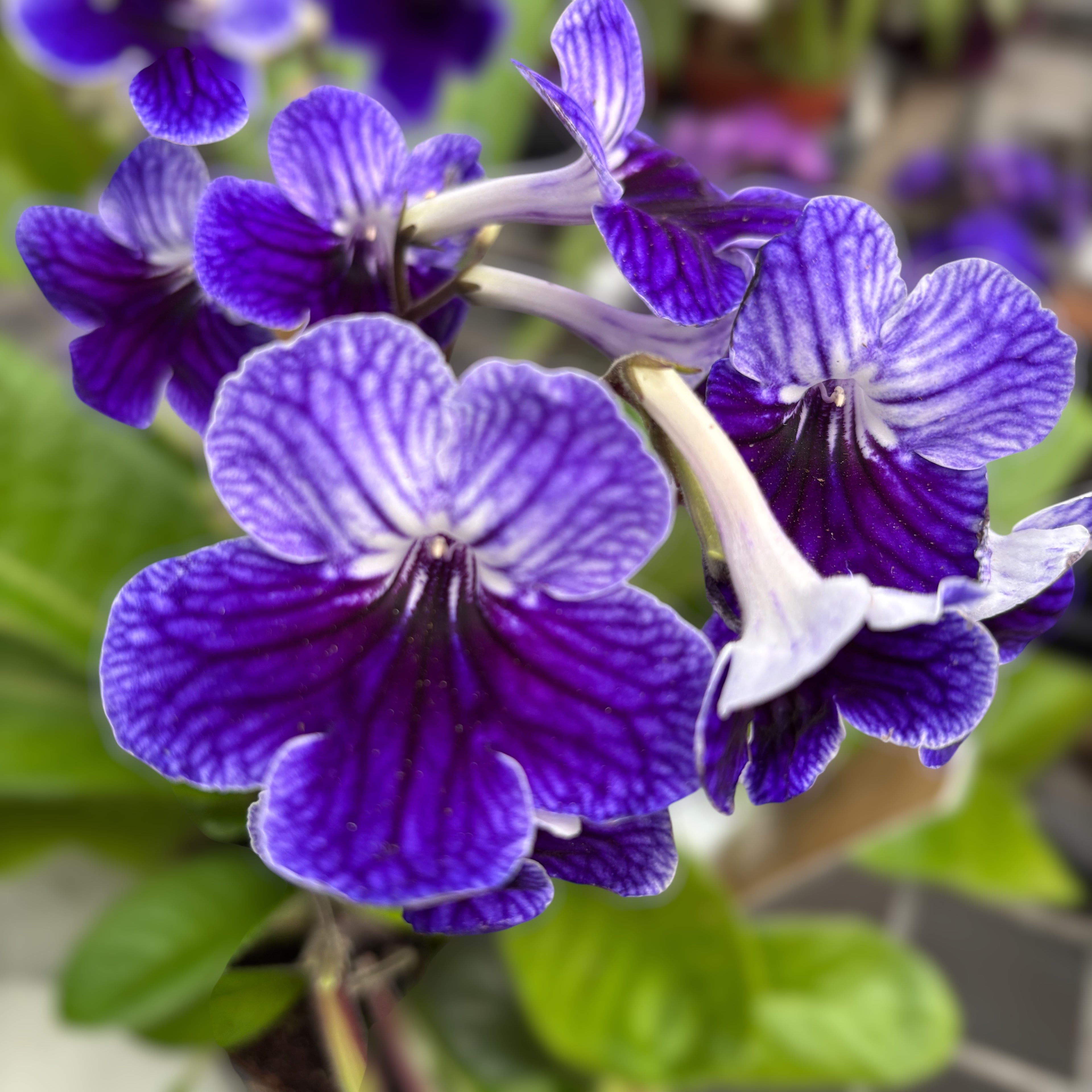 Streptocarpus 'Denim'