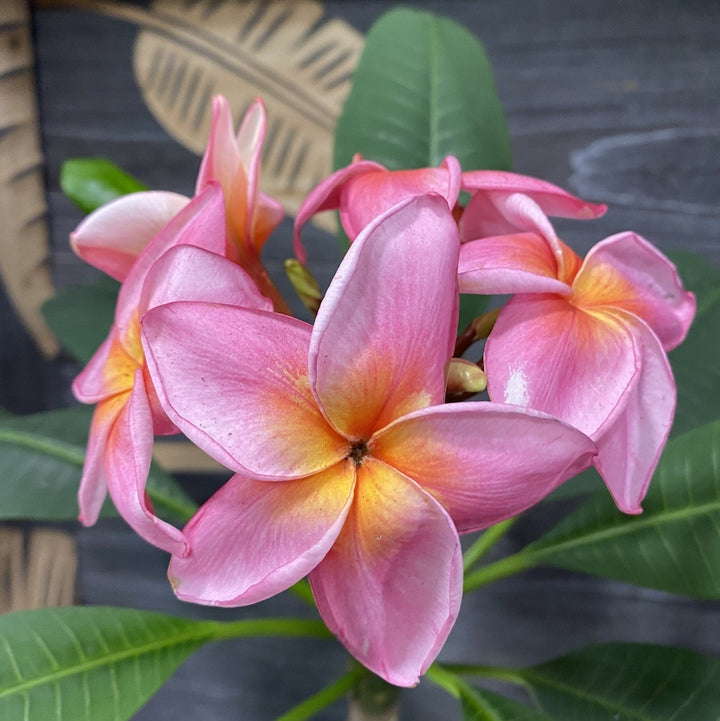 Plumeria rubra 'Pink Parfait'