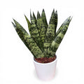 Sansevieria zeylanica ‘Fan'