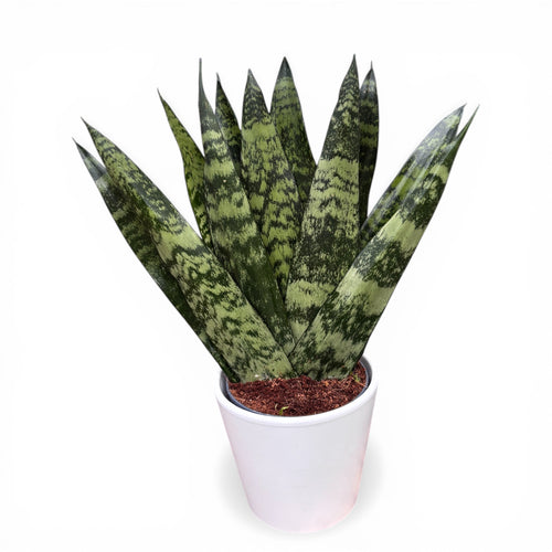 Sansevieria zeylanica 'Fan' – Secret Garden Plant Shop