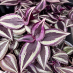 Tradescantia zebrina 'Purpusii Purple Joy' (μωρόφυτό)