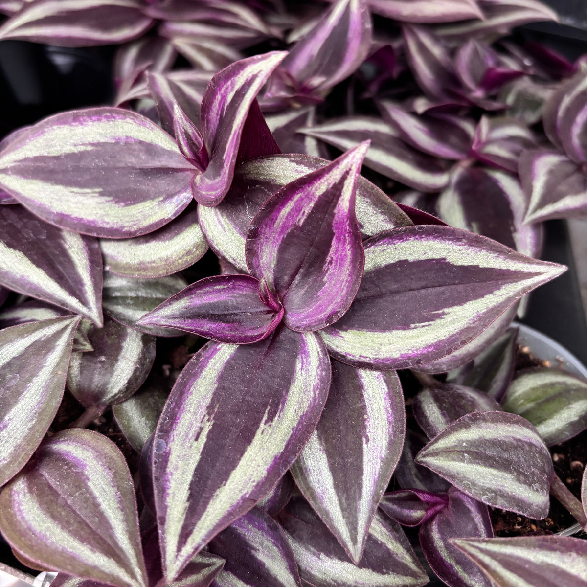 12+ Tradescantia Zebrina Purple Tradescantia zebrina '
;Purpusii Purple Joy' (babyplant) – Secret Garden
