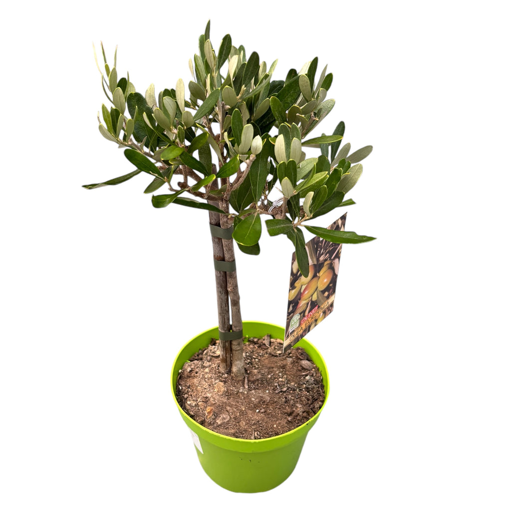 Μασλίνι (Ελιά - Olea Europaea)