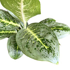 Aglaonema 'Lemont Mint'