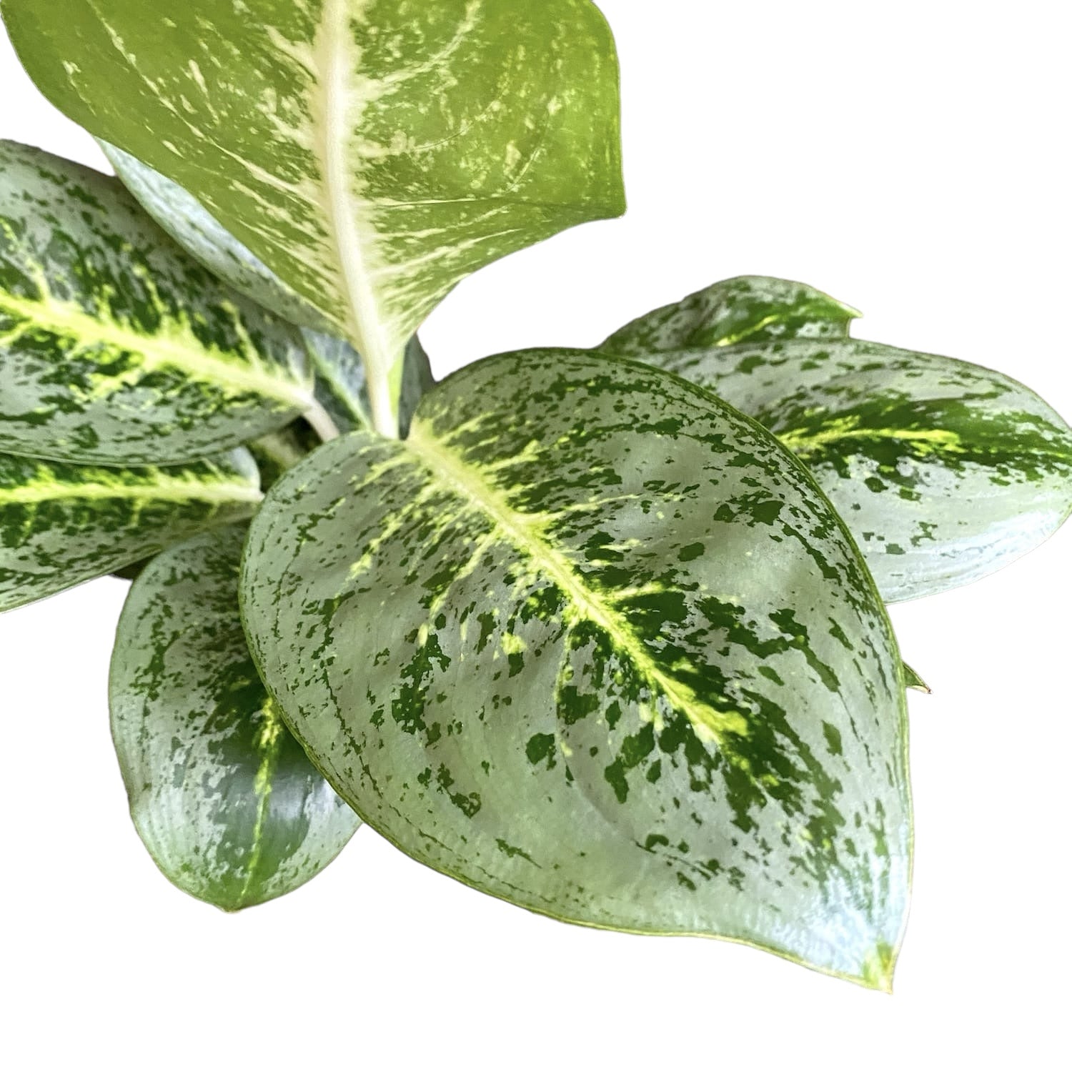 Aglaonema 'Lemont Mint'