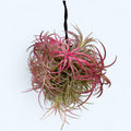 Tillandsia Ionantha Rubra bokor