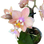 Phalaenopsis Aromio Carola - intensiv duftende Blüten