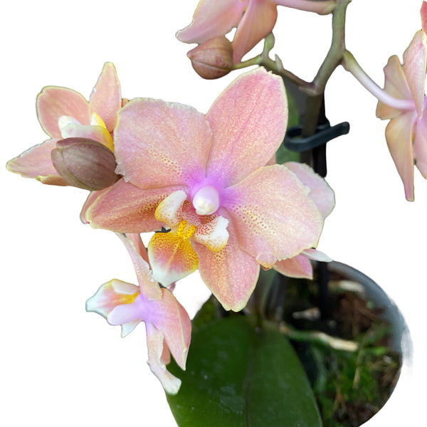 Phalaenopsis Aromio Carola - flori intens parfumate