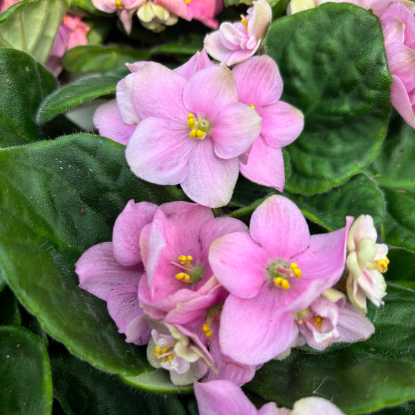 Saintpaulia Inova Prisma Rose - Pink African violets