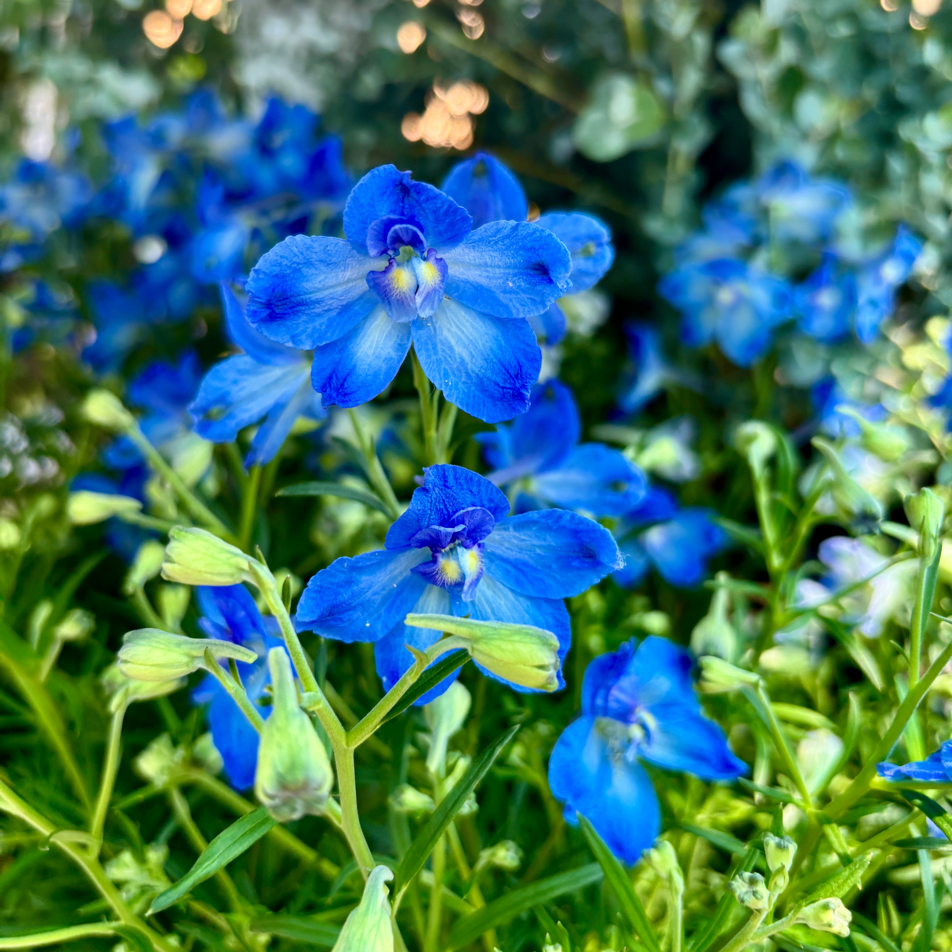 Delphinium grandiflorum – spornic pitic cu flori albastre vibrante