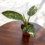 Philodendron Green Congo Variegata