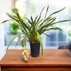 Cymbidium Mary Green (Mitalli)