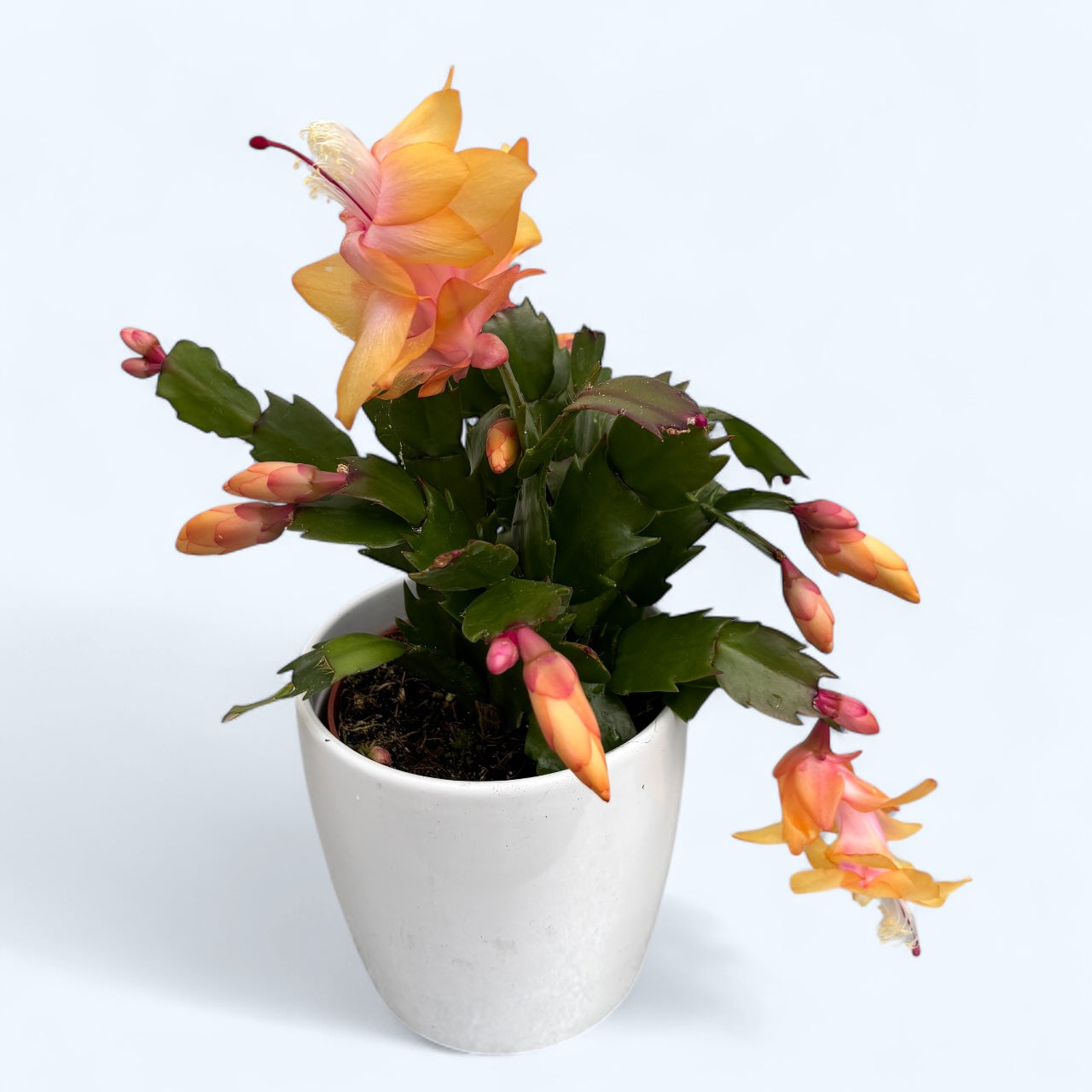Craciunita - Schlumbergera ‘Gold Charm’