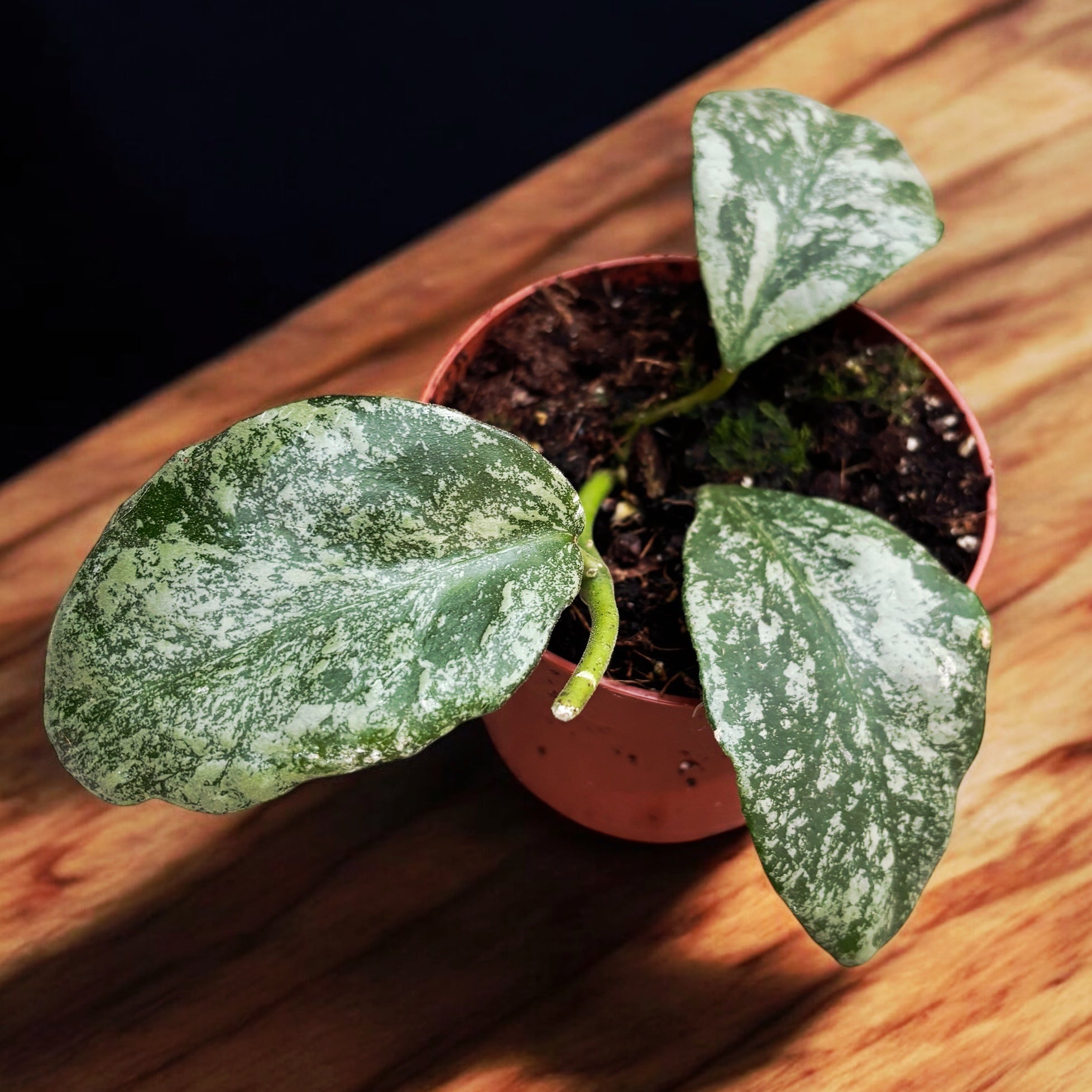 Hoya waymaniae 'Cloudy sky' (Kapuas) – Secret Garden Plant Shop