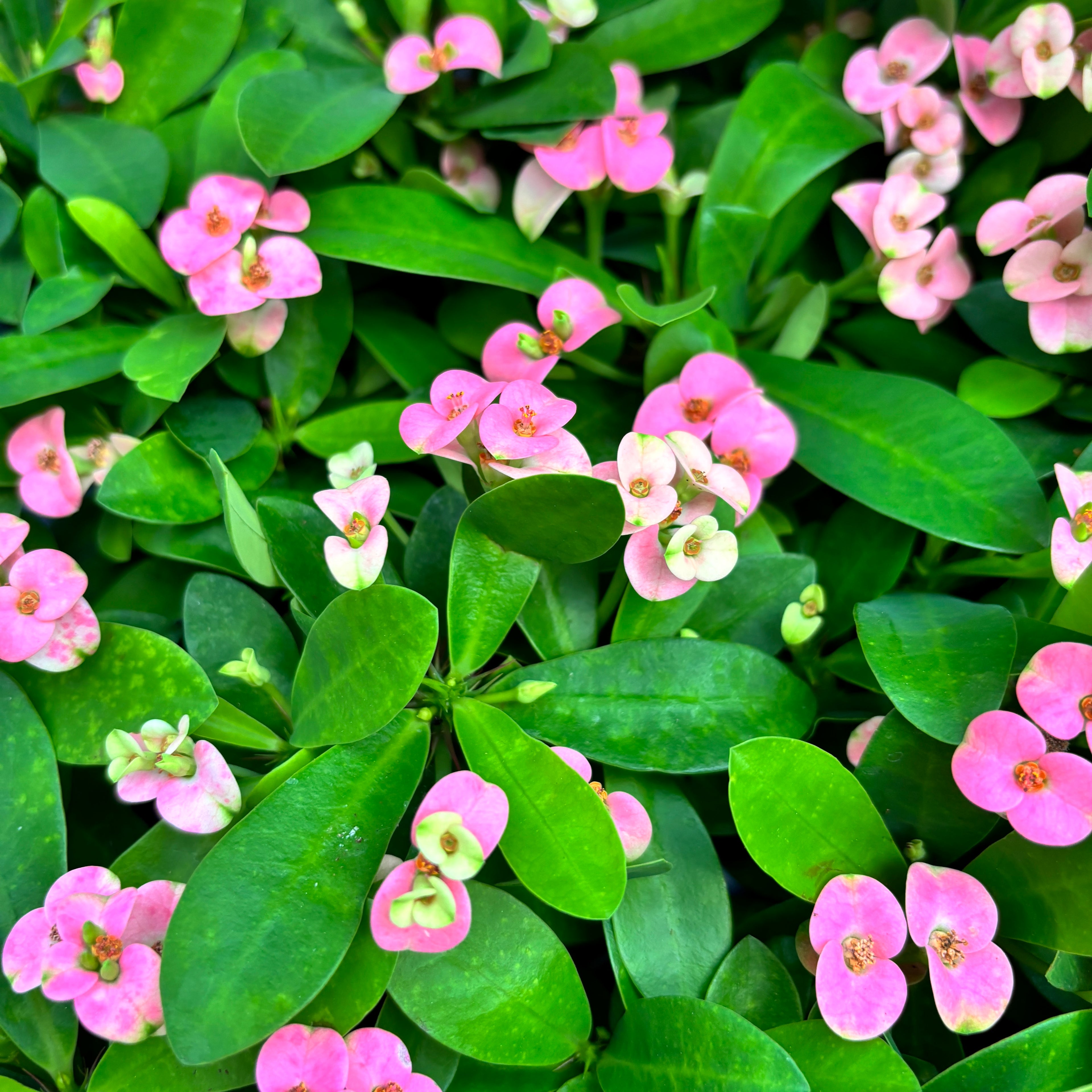 Euphorbia Milii ‘Rhea’ (Coroana lui Isus roz) * babyplant