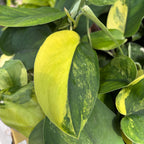 Scindapsus 'Jade Satin' Variegata – rare plant with jade-green leaves and yellow variegation