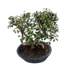 Bonsai Zelkova (Ulmul Japonez) forest 3pp