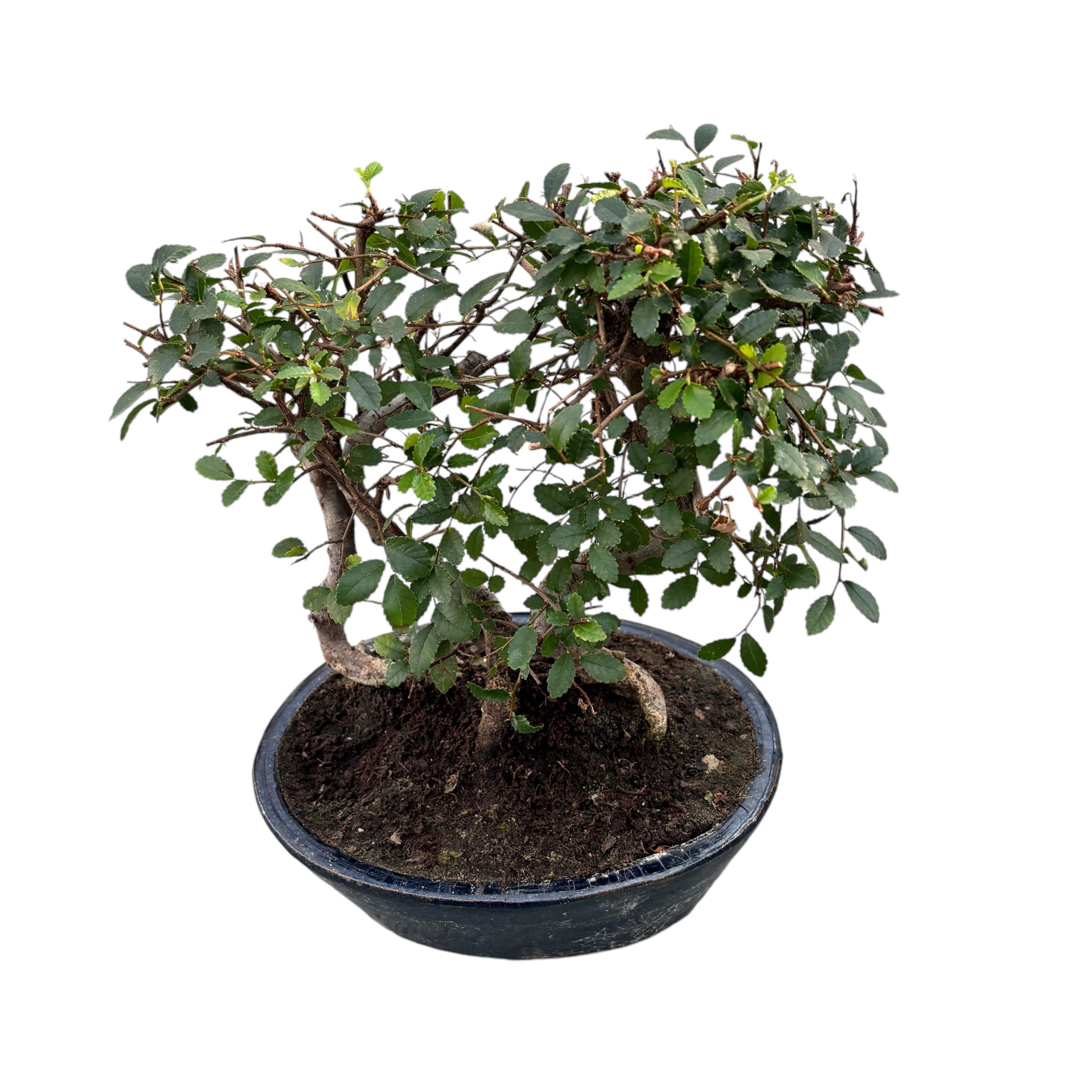 Bonsai Zelkova (Ulmul Japonez) forest 3pp