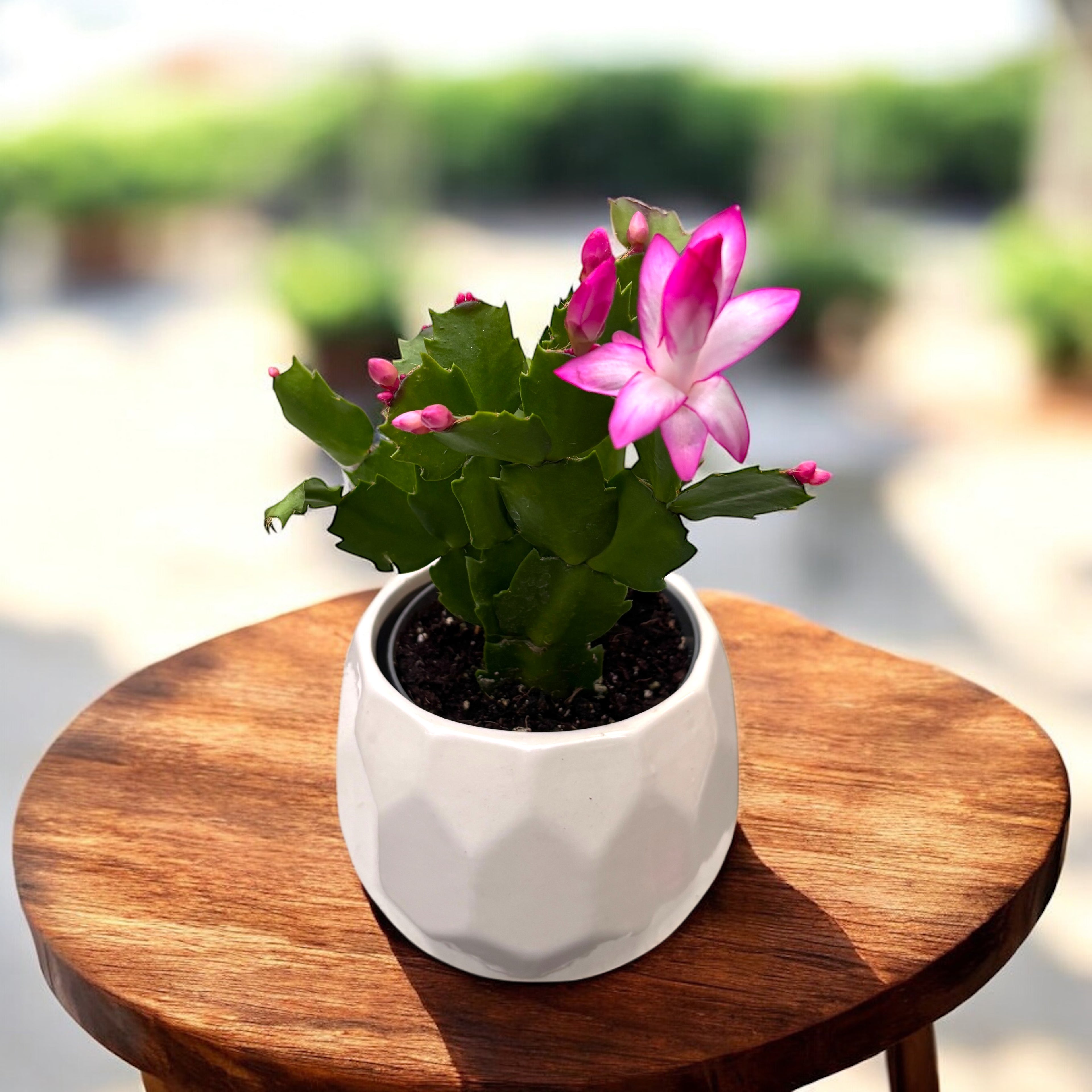 Schlumbergera ‘Jolly Purple’ (Craciunita)