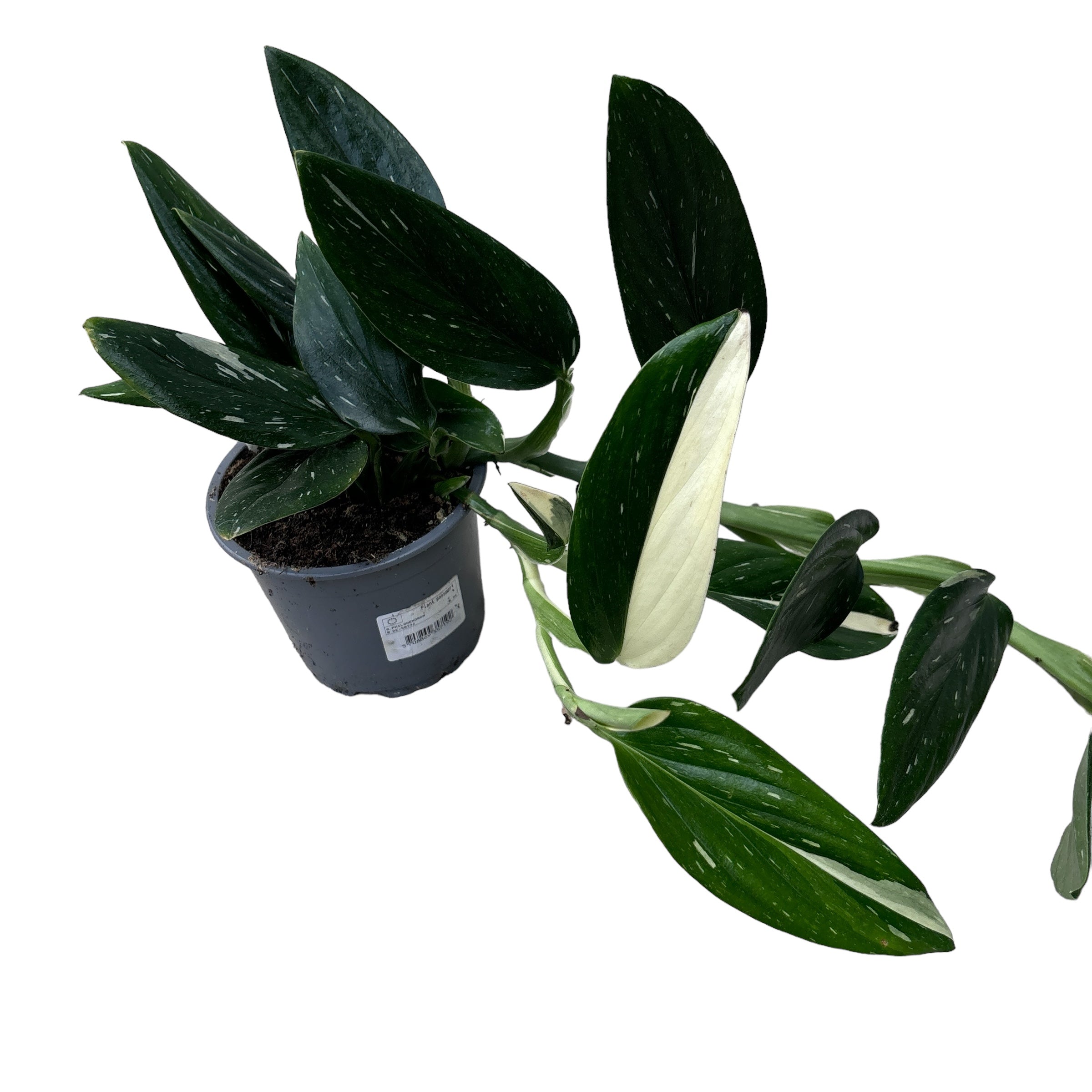 philodendron cobra variegated Monstera standleyana 'Albo Variegata' (Philodendron Cobra) – Secret Garden Plant Shop