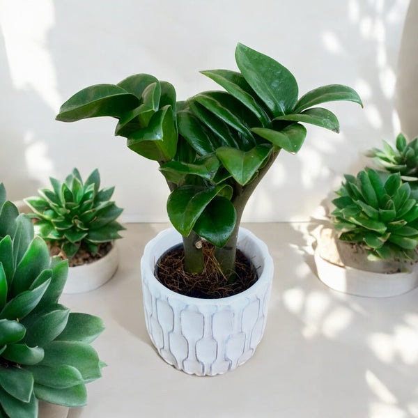 Zamioculcas Zenzi D6 *babyplant (2 plants/pot)