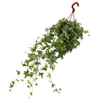 Hedera helix 'Mona Lisa' - Wielobarwna bluszcz pnący XL