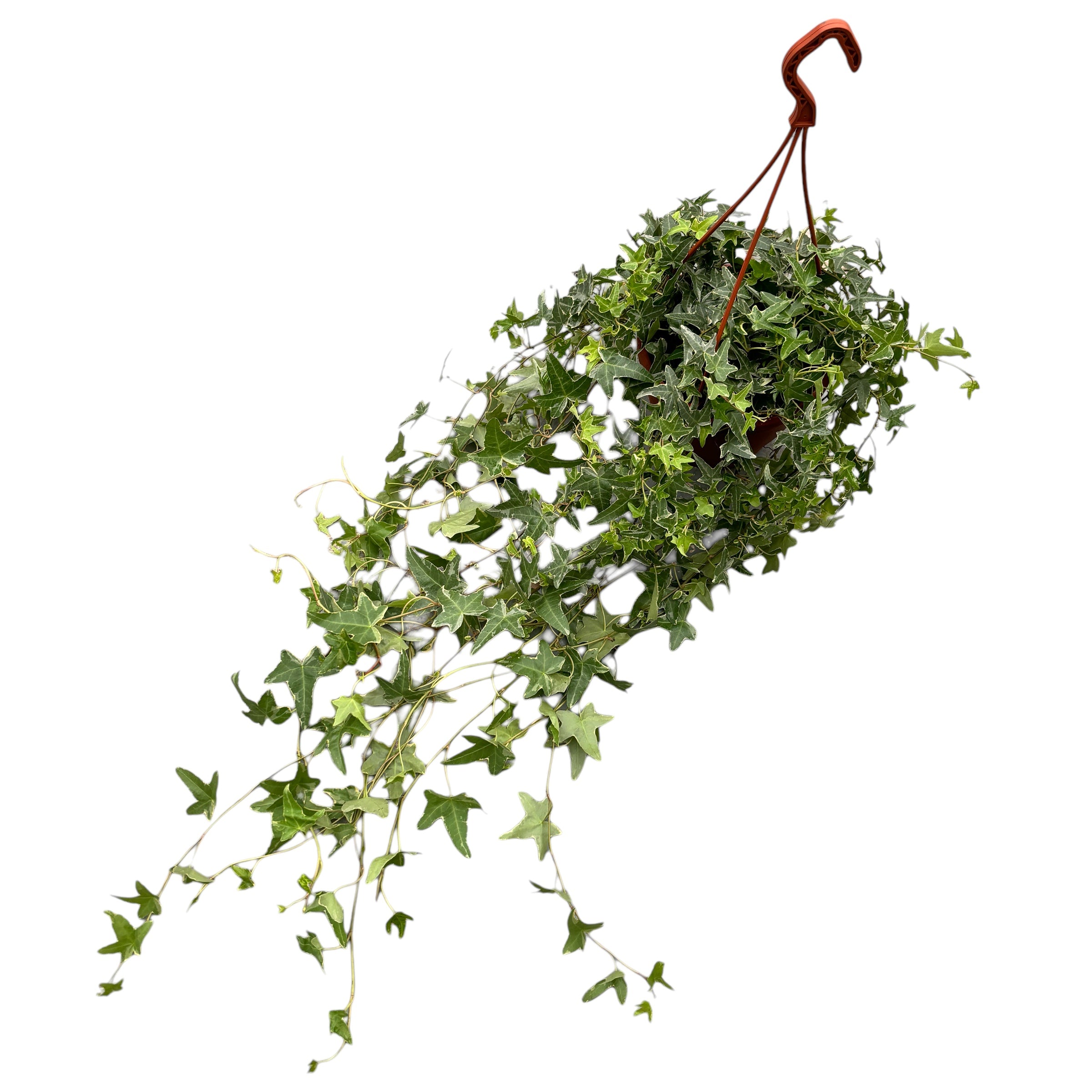 Hedera helix 'Mona Lisa' - Биколорен пълзящ бръшлян XL