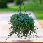 Selaginella uncinata (Pávia mach) XL - dúhový papraď