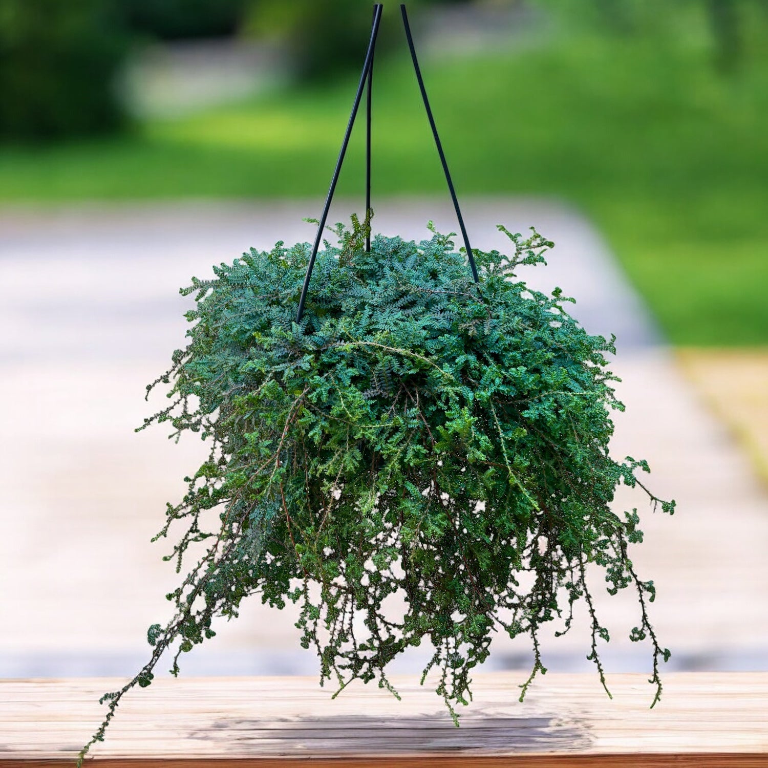 Selaginella uncinata (Peacock Moss) XL - feriga curcubeu