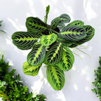 Maranta leuconeura ‘Lemon Lime’ - Planta care se roaga, cu frunzis verde neon
