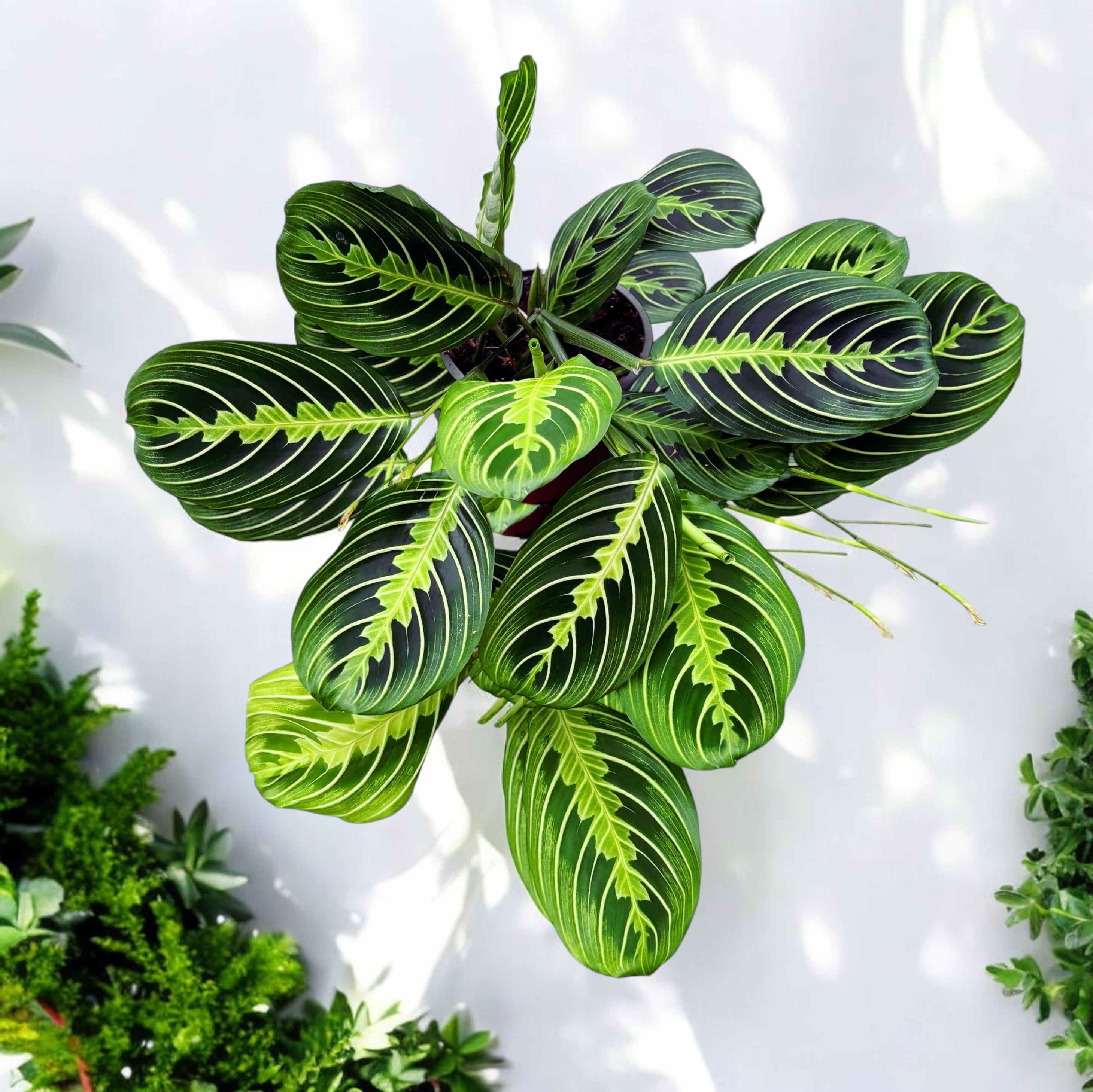Maranta leuconeura ‘Lemon Lime’ - Planta care se roaga, cu frunzis verde neon