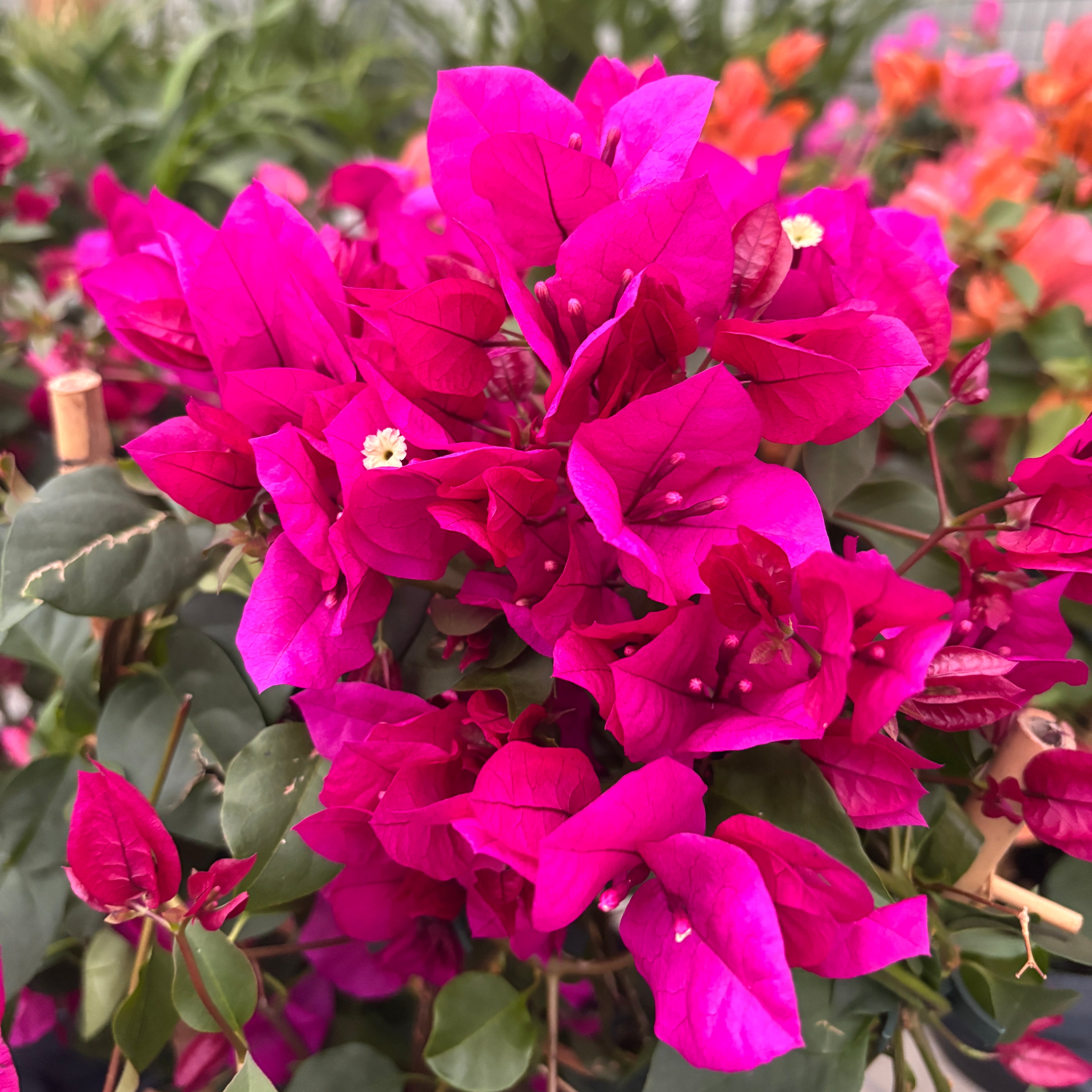 Bougainvillea 'Vera Dark Pink' – Flor de papel rosa