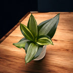 Sansevieria Hahnii 'Diamond’ D6