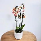 Phalaenopsis Aromio Spicy (pelorikus 3lips) - illatos virágok