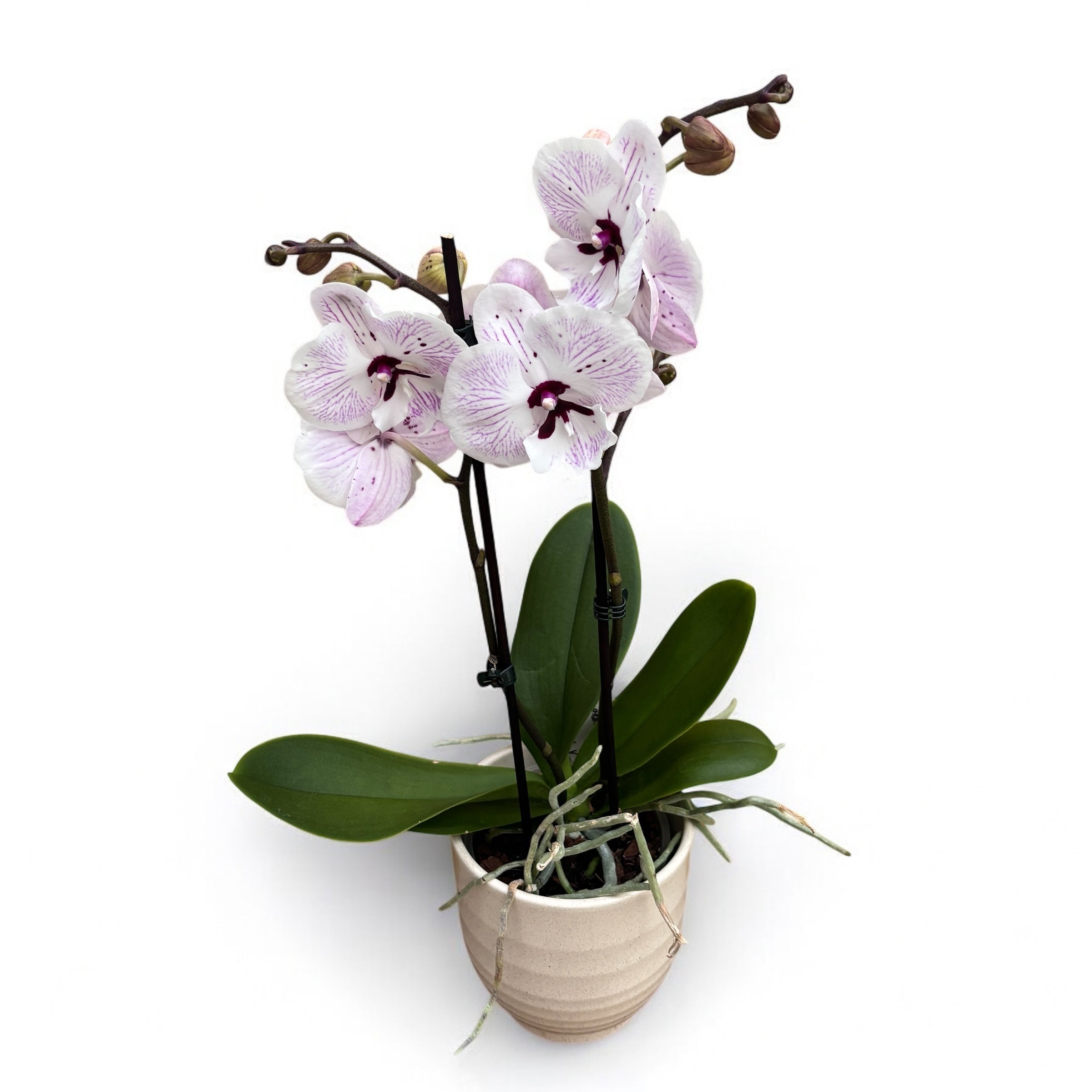 Phalaenopsis ‘Limited 98’ grande labbro