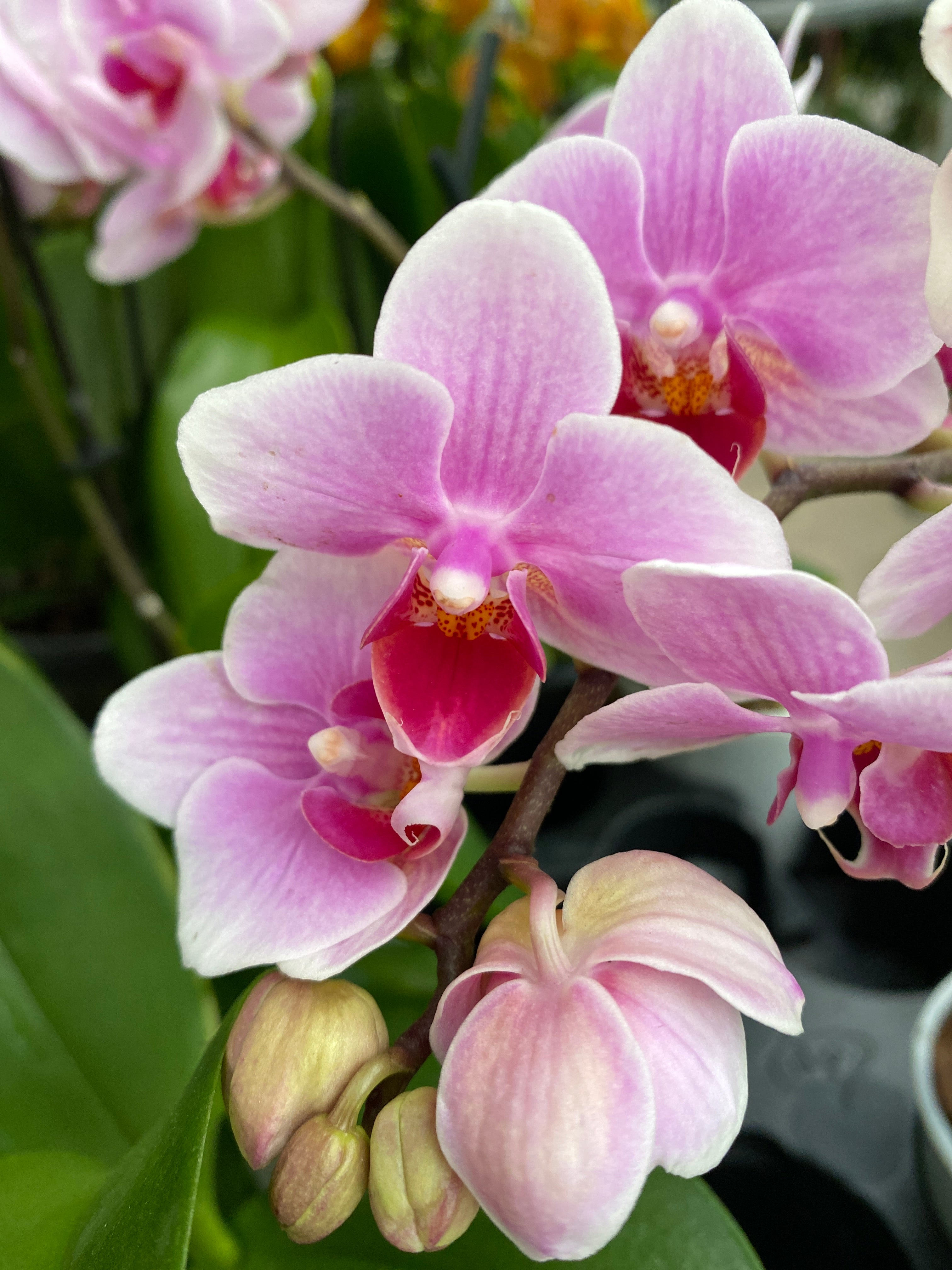 Phalaenopsis Belem